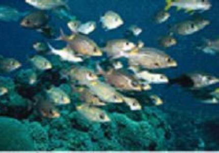 School of fish swimming in front of coral