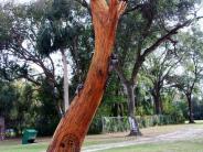 A chainsaw carving of several animals flying or playing around a tree trunk