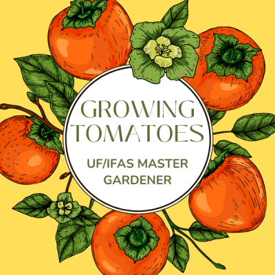 Growing Tomatoes UF/IFAS Master Gardener