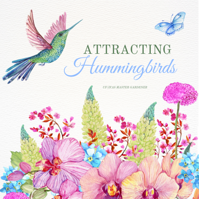 Attracting Hummingbirds UF/IFAS Master Gardener