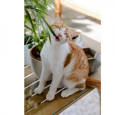 cat chewing houseplant