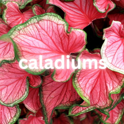 caladiums
