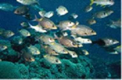 School of fish swimming in front of coral